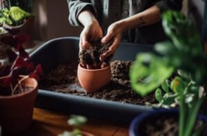 Plant Buying