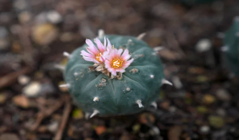 peyote