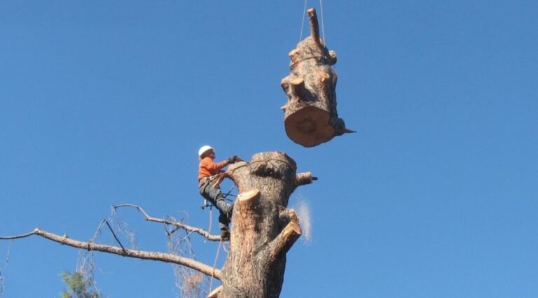 tree removal services Gold Coast